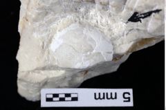 Foto (Detailansicht) von Goniodromites bidentatus (Reuss, 1859) (NHMW-GEO-1990-0041-0403)